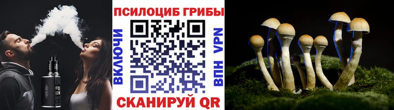 Купить где  Карасук  Псилоцибиновые грибы прущие грибы 
